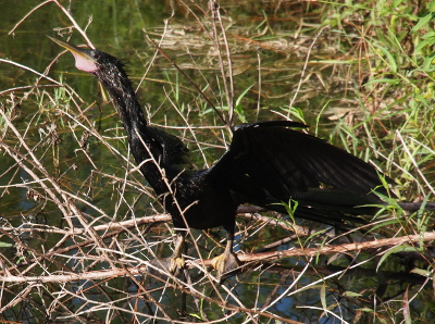 [Side view of an anhinga with its wings outstretched. The back part of the mouth is expanded and pinkish in color as if there is something filling this area.]
